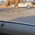للبيع قعود سنه جذع اصفر( تم البيع