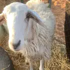 جذعه عدالها وسط