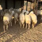 رخال للبيع