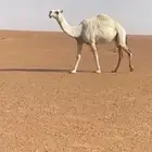 للبيع ناقه وضحى لقحه