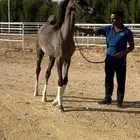 مهره مكس فاخره