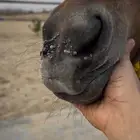 مهره جمال ومستقبل انتاج