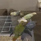 طيور روز الليفه وهدد