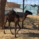 قعود للبيع