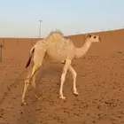 بكره قصب