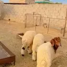 خرفان نعيم بلدي شرط وتيس شرط فل الفل
