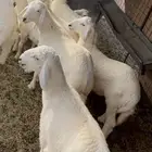 خرفان