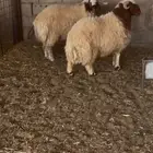 خرفان نعيمي فاخره