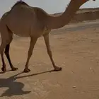 للبيع بكره