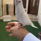 كروان هدد تم البيع