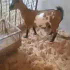 عنز قزمية معها جفرة