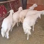 خرفان اضاحي