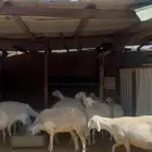 غنم حريه دفيع على السونار