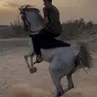 حصان شعبي