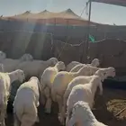 طليان مناسبات طيبة بالحيل (تم البيع )