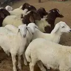 اغنام