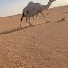 خلفه حدرها قعود