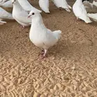 حمام فرنسي السعر 20