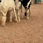 نجد رخال