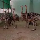 فروخ طيور