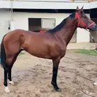حصان للبيع العمر 4 سنوات