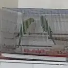زوج دره