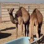 حاشي 1400 ريال