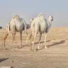 للبيع نياق ضرايب وضح