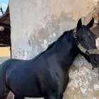 فرس دهماء طيبه