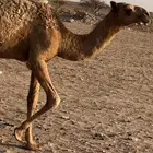بكره عونيه طيبه عمرها 9 اشهور