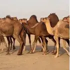 ابل نياق سواحل(( تم البيع ))