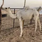 بكره للبيع