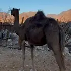 للبيع ناقة حليب