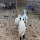 عنز
