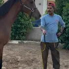 مهر عربي جاهز للنقل