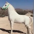 خيل شعبي