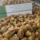 مفتل ملكي فااخر