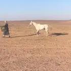 حصان العمر 6 سنوات