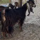 عنز عارضيه