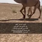 للبيع البعير الاصفر