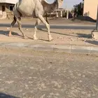 ضروبه سليمه شرط