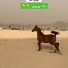 مهر مكس