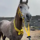 حصان سبوق للبيع