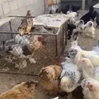 دجاج براهما كولمبي وسبرايت