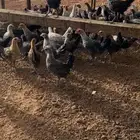 دجاج صغار وا كبار