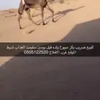 جنوب برودان