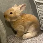 أرنب كيوت للبيع