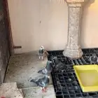 حمام زاجل
