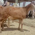 طليان سواكن شعير وبرسيم مرابي 4شهور