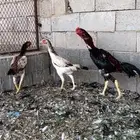 طيور